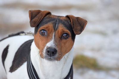 Close-up portrait of a dog