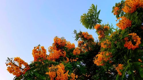 Low angle view of orange flower tree against sky