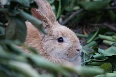 Close-up of a squirrel