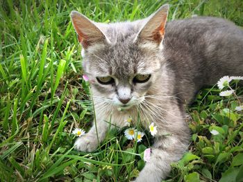 Close-up portrait of cat on grass field