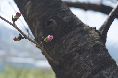 Someiyoshino cherry blossoms at the beginning of bloom spring kyushu row of cherry trees