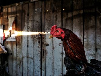 Close-up of rooster on wood