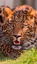Close-up of tiger