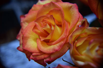 Close-up of rose