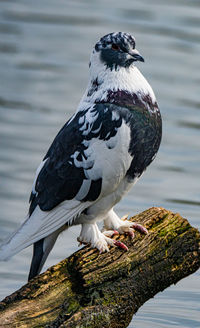 Close-up of bird perching on a tree