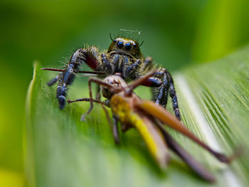 Close-up of insect on leaf