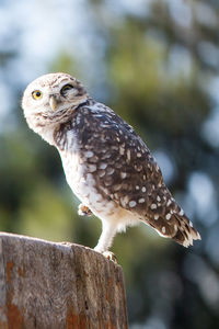 Close-up of owl perching on branch