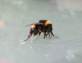 Close-up of bee on leaf