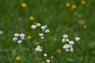 Flowers blooming outdoors