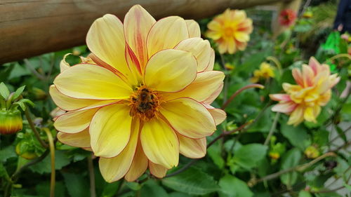 Close-up of insect on yellow flowering plant