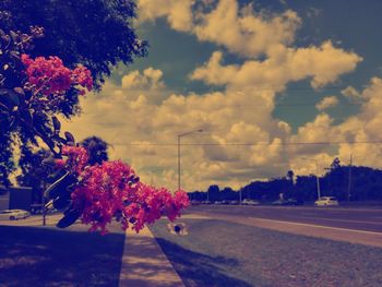 View of flowering plants by road against cloudy sky