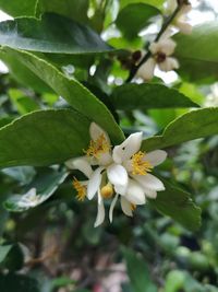 Close-up of white flowering plant
