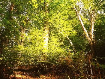 Trees in forest