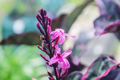 Close-up of pink flowering plant