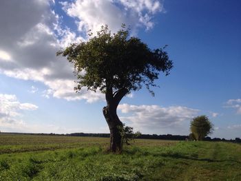 Trees on grassy field against cloudy sky