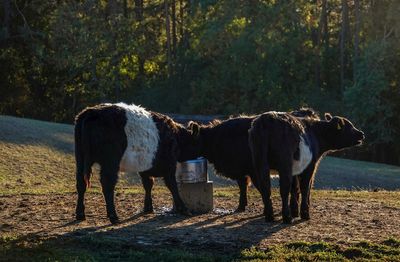 Horses standing in a field