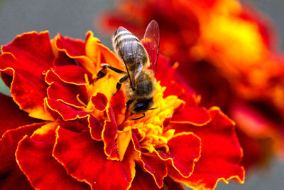 Close-up of insect on red flower