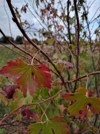 Close-up of red maple leaves on tree