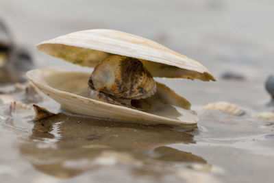 Close-up of seashell on beach