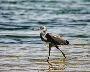 View of a bird on the beach