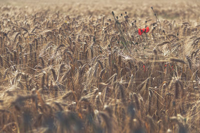 View of wheat field
