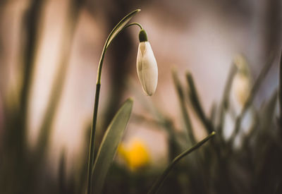 Close-up of white flowering plant