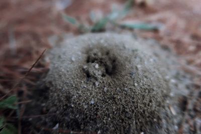 Close-up of insect on land