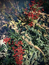 Close-up of red leaves