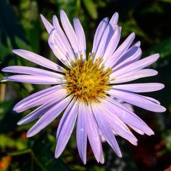 Close-up of osteospermum blooming outdoors