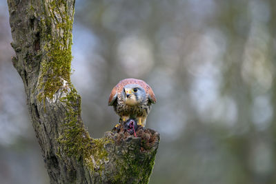 Male kestrel, falco tinnunculus, perched on a tree stump