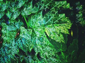 Full frame shot of fresh green plants