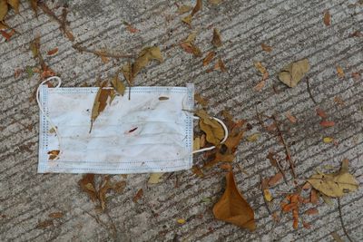 High angle view of leaves on wooden wall