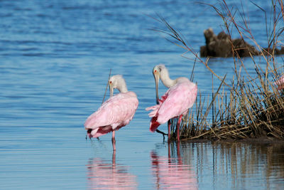 Birds in a lake