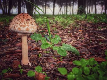 Close-up of mushroom growing on field