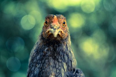 Close-up portrait of owl