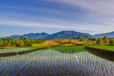 Beautiful views of rice fields in the morning, natural villages with beautiful mountains 