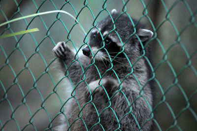 Close-up of cat seen through chainlink fence