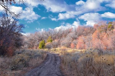 Plants by road against sky during autumn