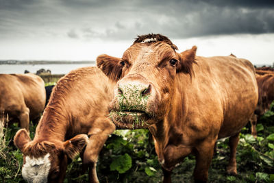 Cows standing on field