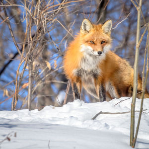 Fox on snow covered landscape