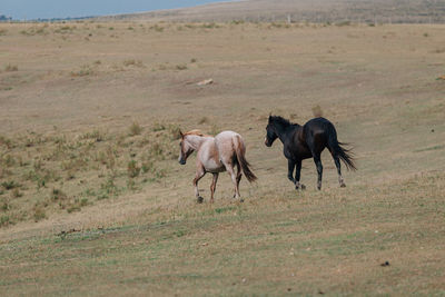 Horses in a field