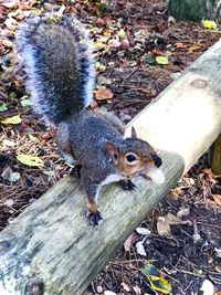 High angle view of squirrel on tree