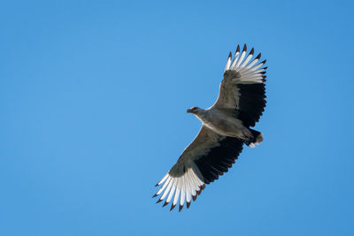 Low angle view of eagle flying in sky