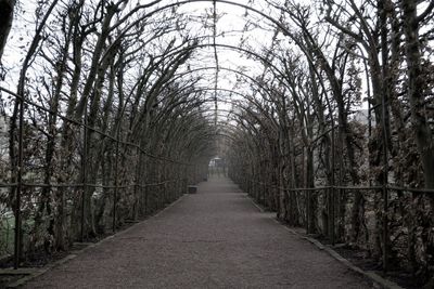 Bare trees against sky