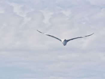 Low angle view of bird flying against sky