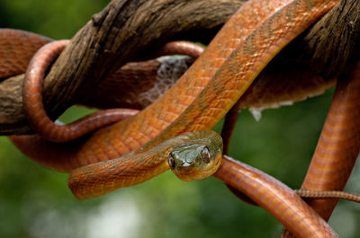 Close up, the red snake slithering on the tree branch