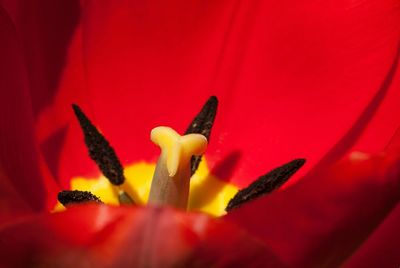 Close-up of red flowers