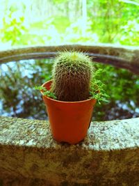 Close-up of potted plant