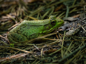 Close-up of frog on land