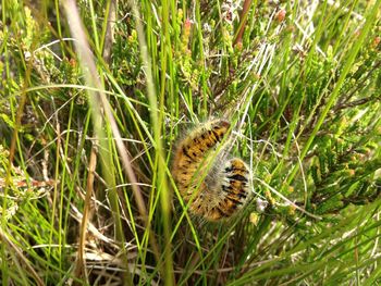 Close-up of snake on field